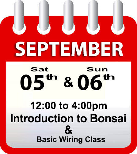 Introduction to Bonsai - September 05th & 06th 2026