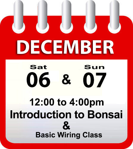 Introduction to Bonsai - December 6th & 7th 2025