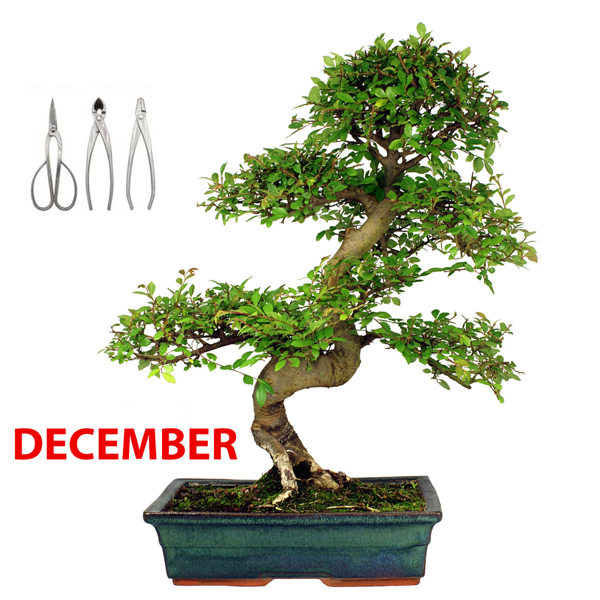 Bonsai Styling & Refinement Workshop - Sat., December 20th