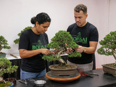 Artisans Bonsai School