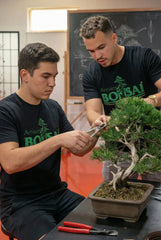 Artisans Bonsai School