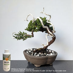 Juniper - Bonsai - Deadwood Collection - JDC-003