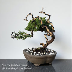 Juniper - Bonsai - Deadwood Collection - JDC-003