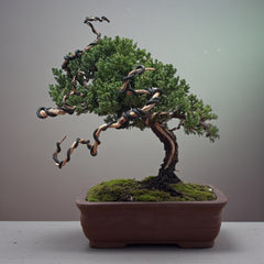 Juniper - Bonsai - Deadwood Collection - JDC-005