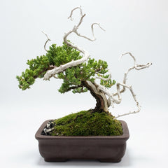 Juniper - Bonsai - Deadwood Collection - JDC-106