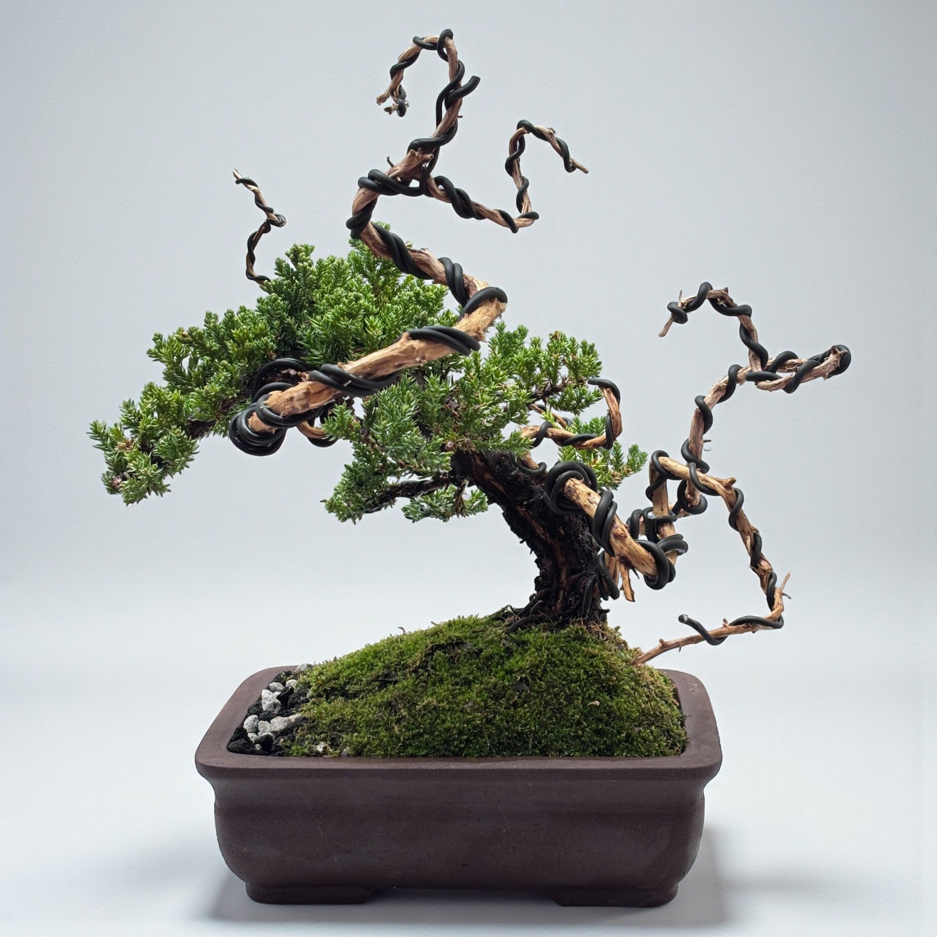 laurus nobilis bonsai Bay Leaf Bonsai Tree Cutting - Thick Trunk - Indoor/Outdoor