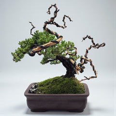 Juniper - Bonsai - Deadwood Collection - JDC-106