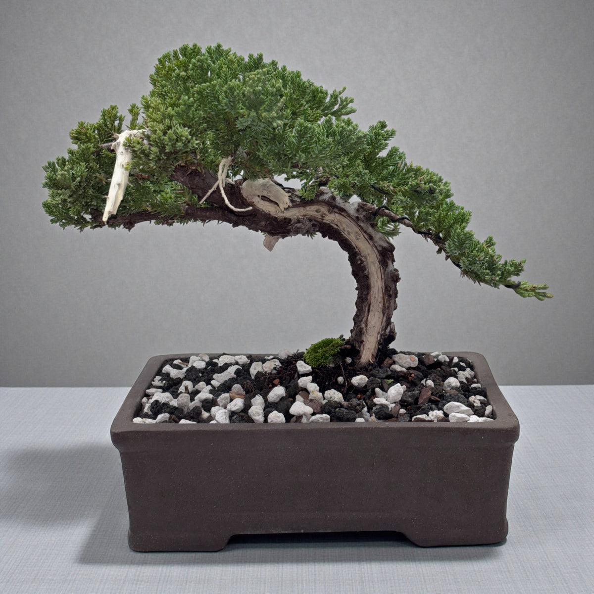 Juniper - Bonsai - Deadwood Collection - JDC-107
