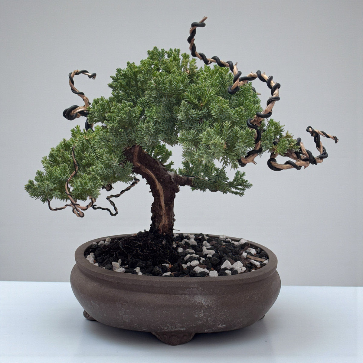 Juniper - Bonsai - Deadwood Collection - JDC-108