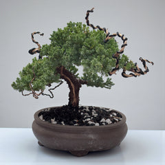 Juniper - Bonsai - Deadwood Collection - JDC-108