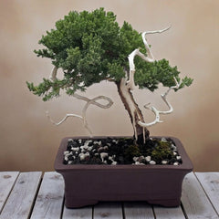 Juniper - Bonsai - Deadwood Collection - JDC-109