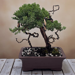 Juniper - Bonsai - Deadwood Collection - JDC-109