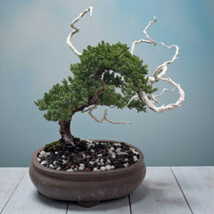 Juniper - Bonsai - Deadwood Collection - JDC-011