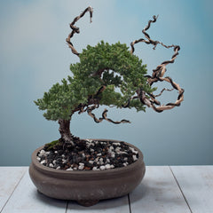 Juniper - Bonsai - Deadwood Collection - JDC-011