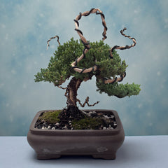 Juniper - Bonsai - Deadwood Collection - JDC-012