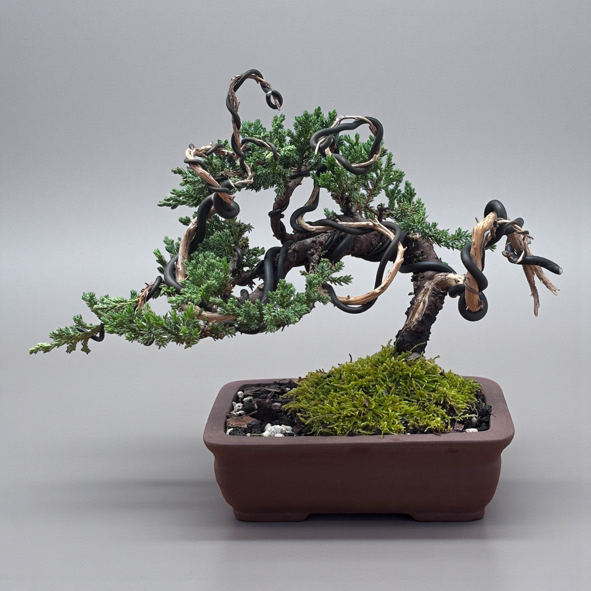 Juniper - Bonsai - Deadwood Collection - JDC-210
