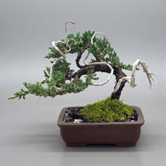 Juniper - Bonsai - Deadwood Collection - JDC-210