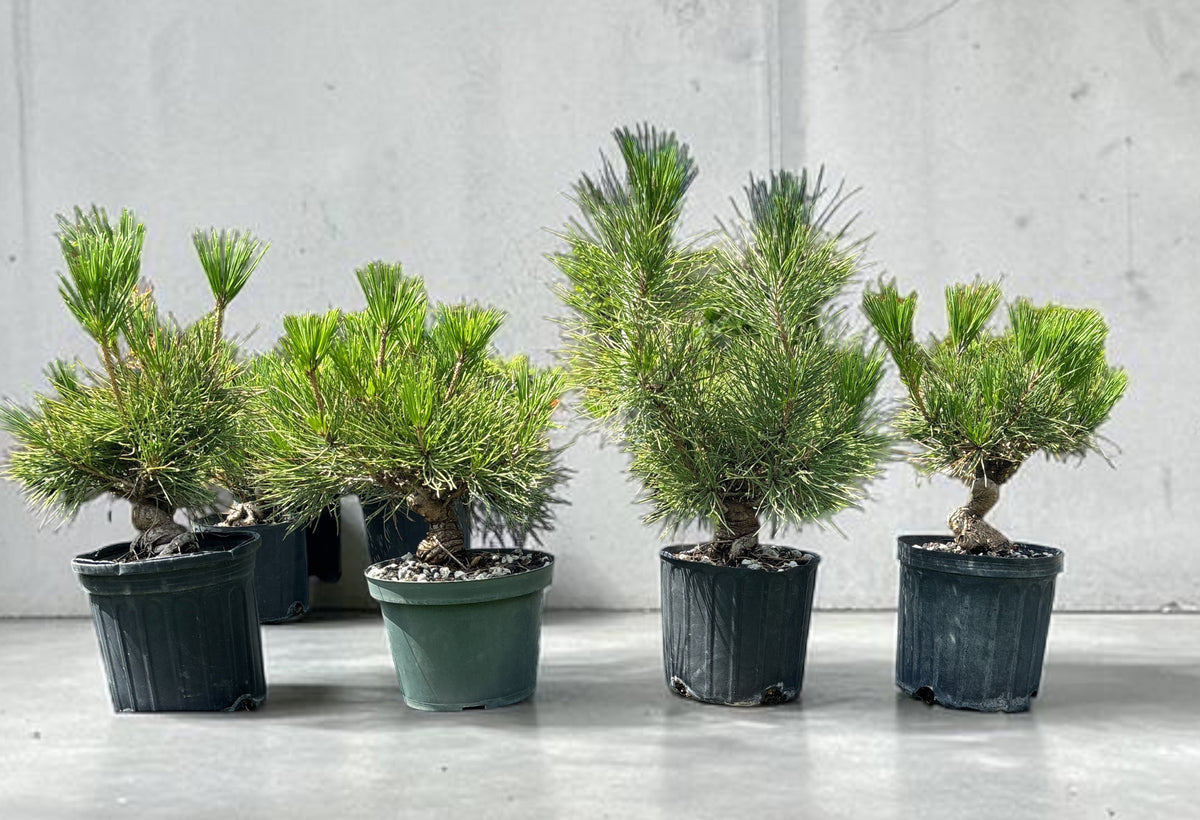 Japanese Black Pine