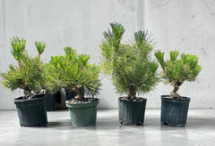 Japanese Black Pine