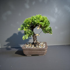Juniper Bonsai 001 - Deadwood Collection