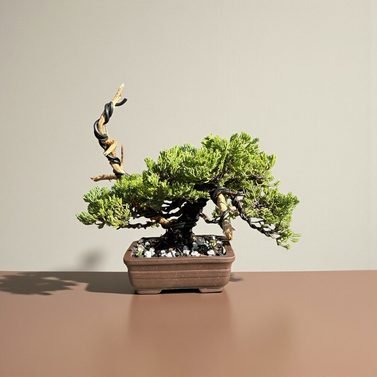 Juniper - Bonsai - Deadwood Collection - JDC-002