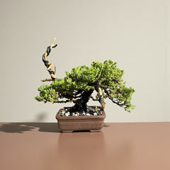 Juniper - Bonsai - Deadwood Collection - JDC-002