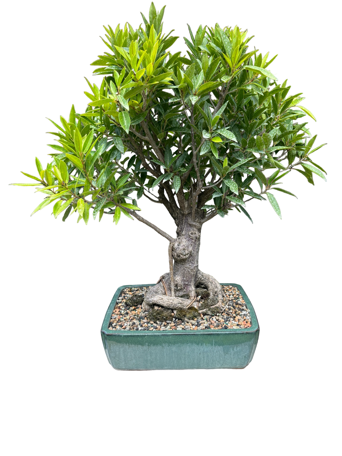 Ficus Nerifolia #B1026