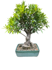 Ficus Nerifolia #B1026