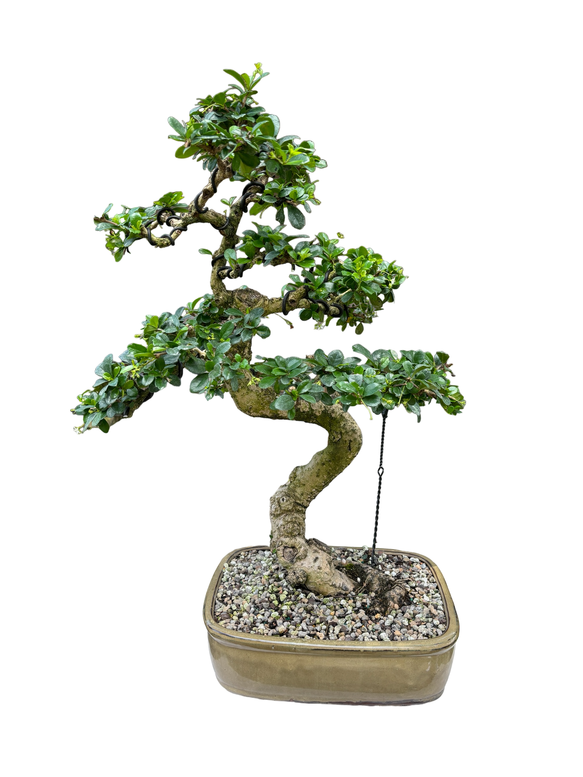 Fukien Tea #B1025