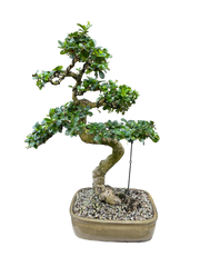 Fukien Tea #B1025