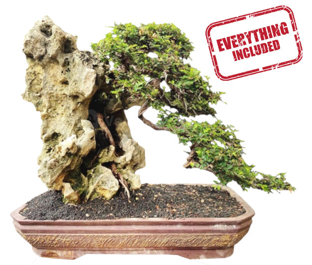 Root Over Rock Bonsai Workshop  Saturday, January 25th