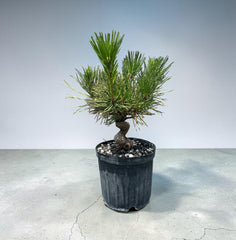 Japanese Black Pine (Pre-Bonsai)