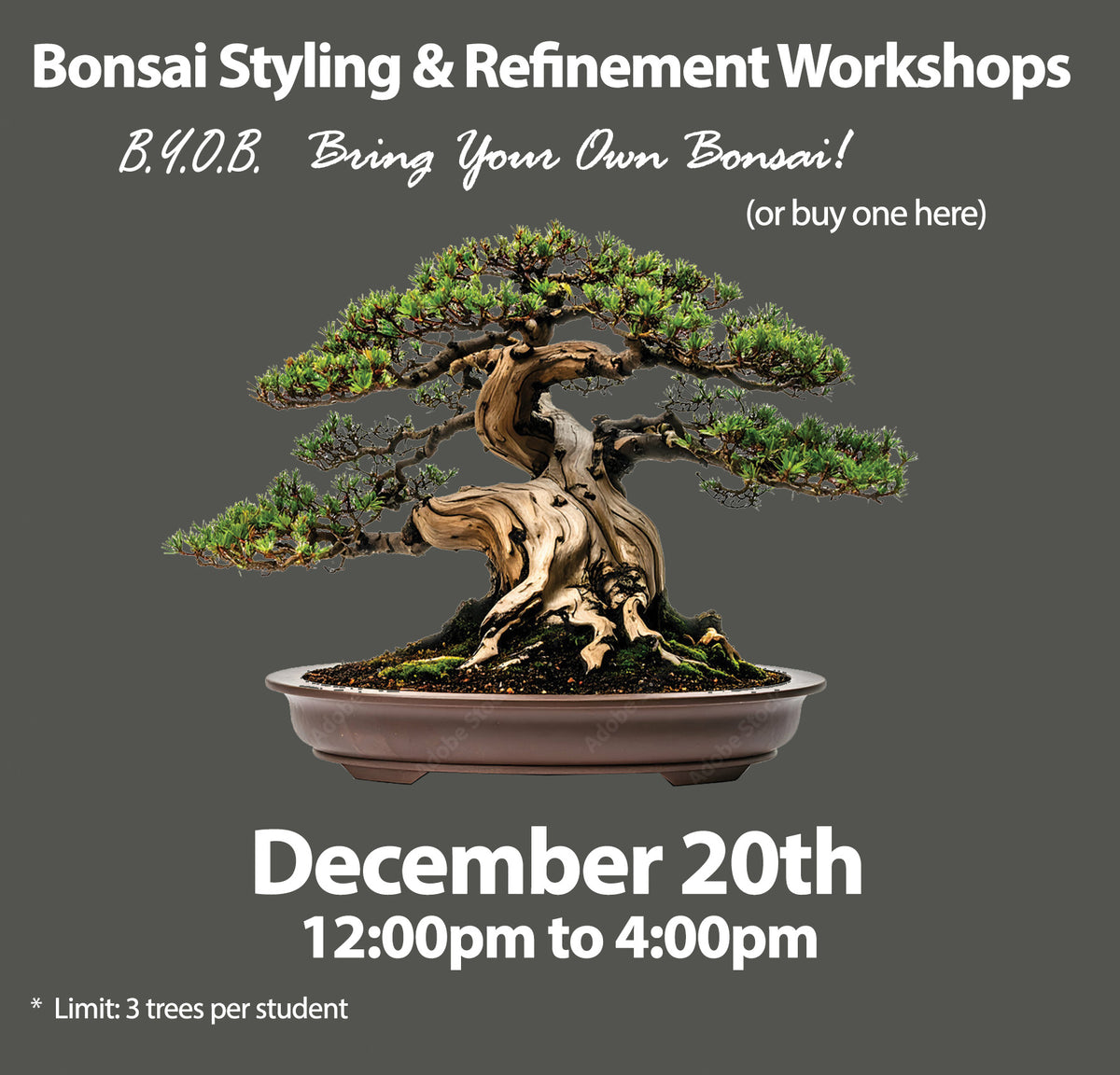 Bonsai Styling & Refinement Workshop - Sat., December 20th