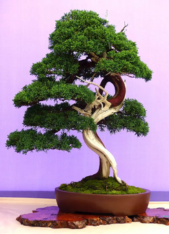 Artisan's Bonsai – Artisan's Bonsai