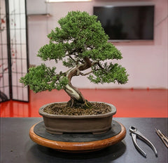 Artisans Bonsai School