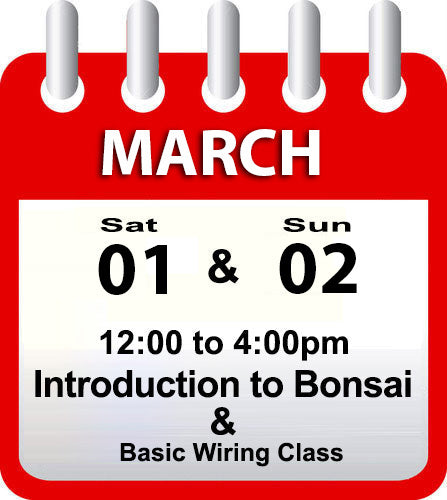 Introduction to Bonsai - March 1st & 2nd 2025