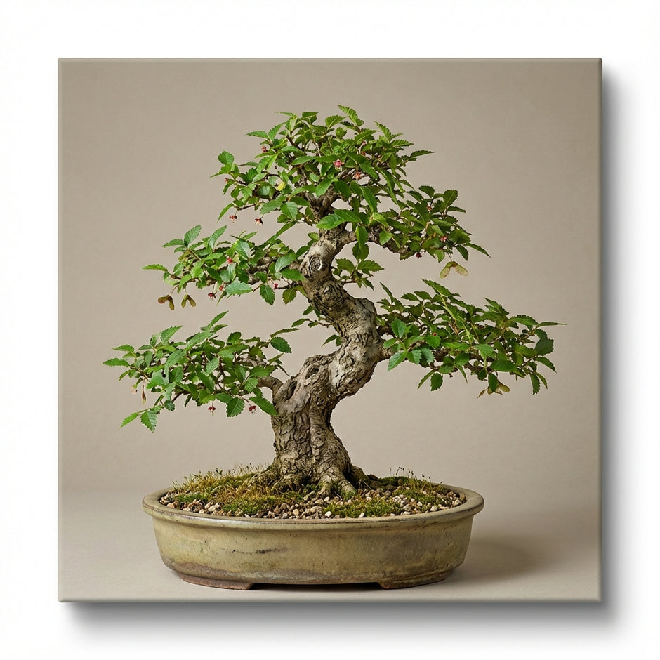 Best bonsai nursery in Tampa, Florida | Buy indoor and outdoor bonsai   Artisan's Bonsai