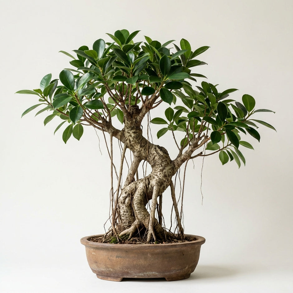 Best bonsai nursery in Tampa, Florida | Buy indoor and outdoor bonsai   Artisan's Bonsai
